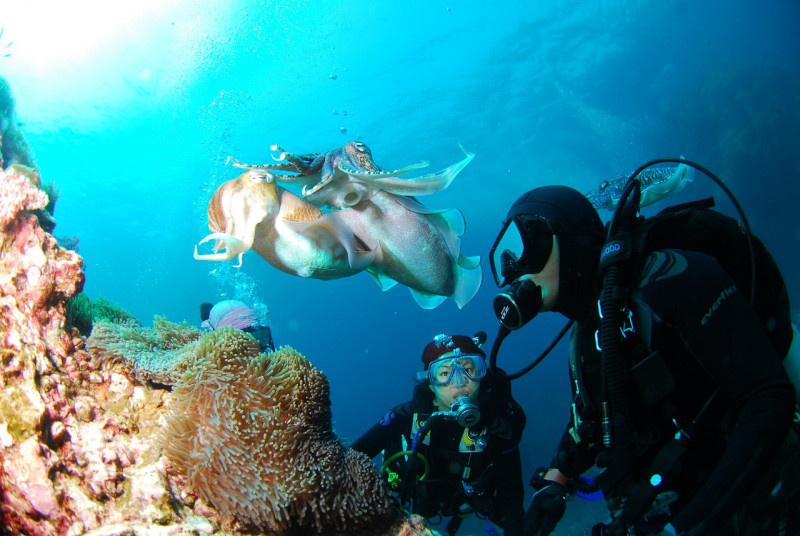 Plongée sous-marine
