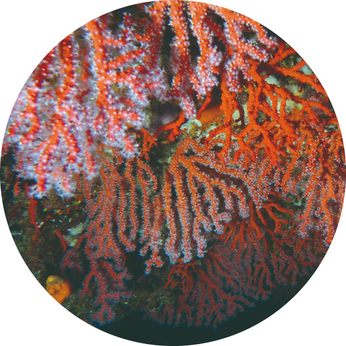 corail-rouge-jgh-modified-1267