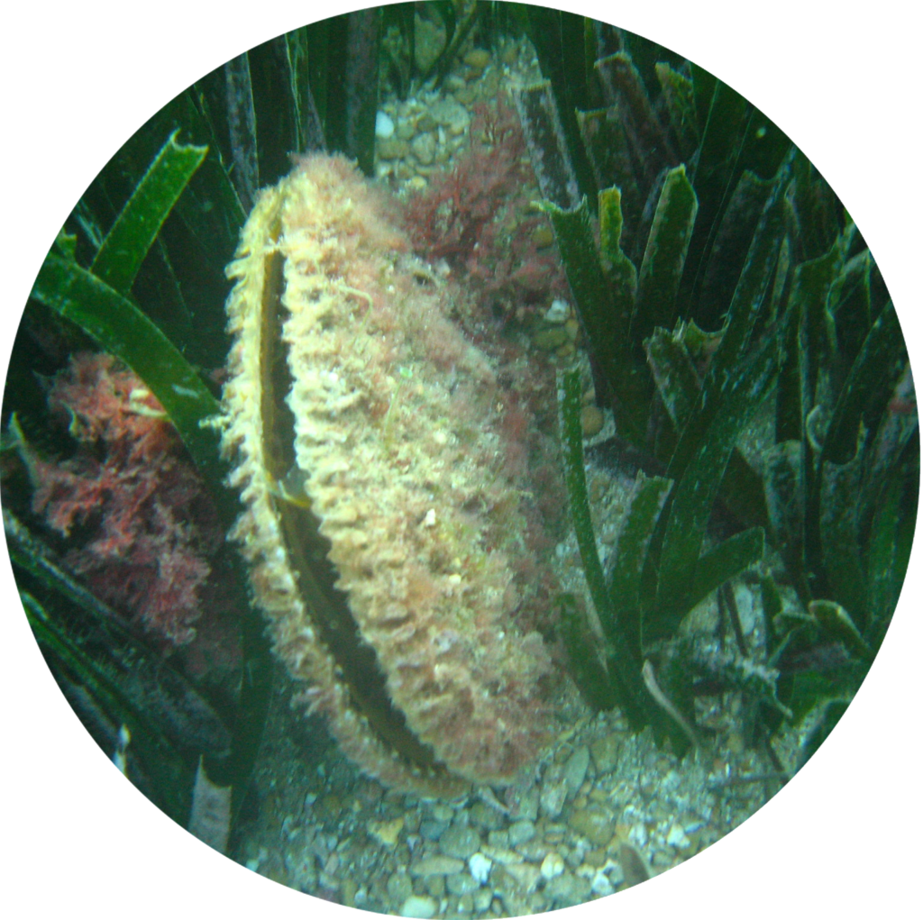 grande-nacre-parc-marin-cote-bleue-1024x1021-1271