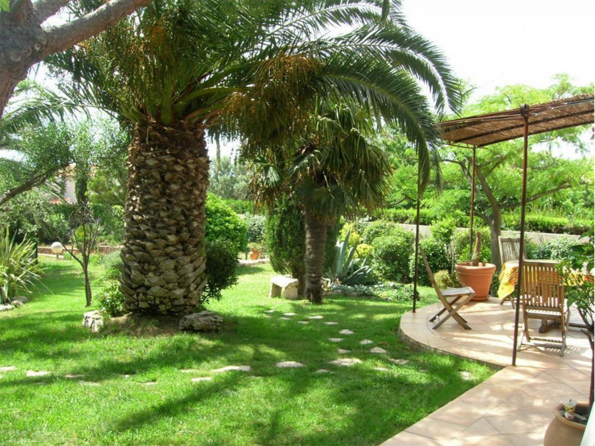 Un des 3 palmiers phénix