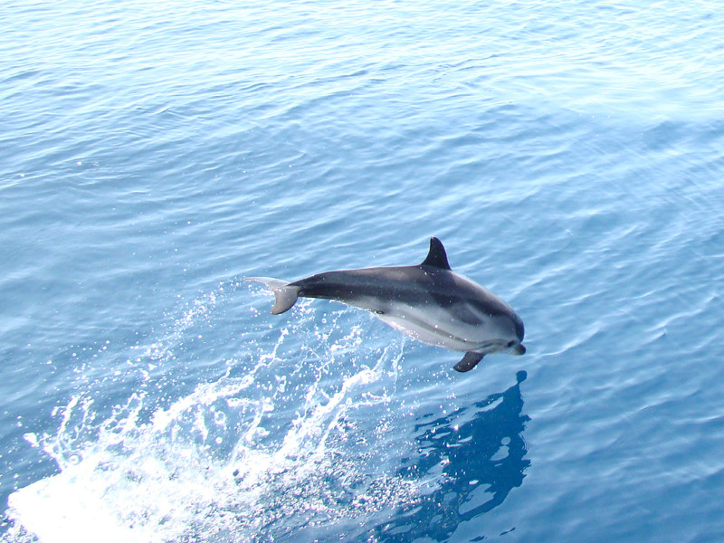 Cobra 2_Carry-le-Rouet