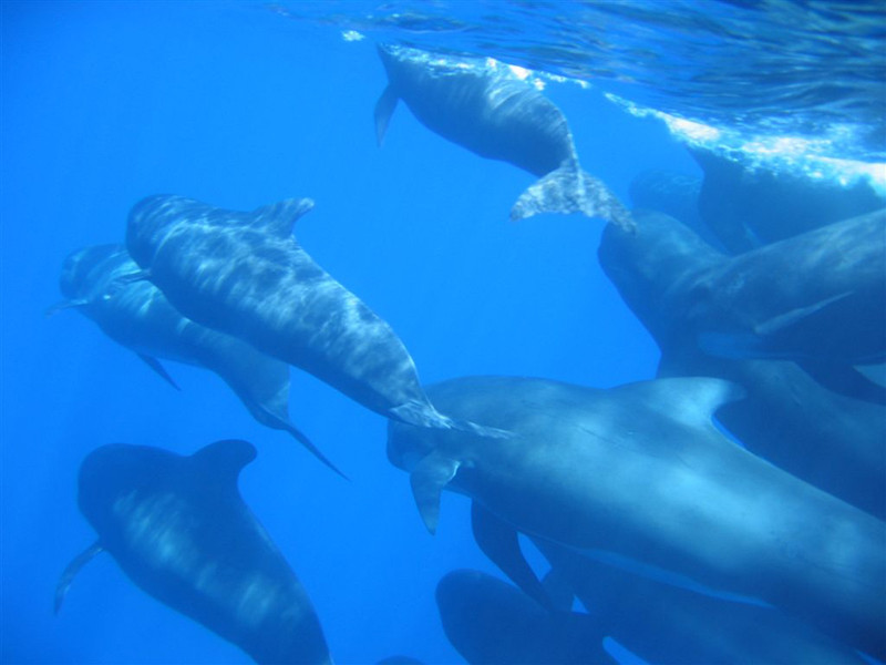 Cobra 2_Carry-le-Rouet