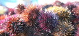 13DIV006615_1_WEB.jpg