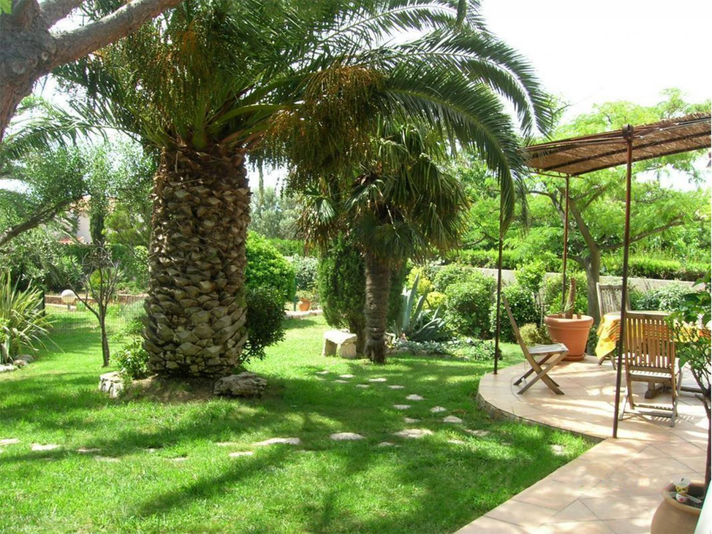 Un des 3 palmiers phénix