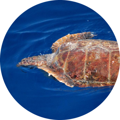 tortue-caounne-0585-8juillet2012-ma-modified-400x400-1272