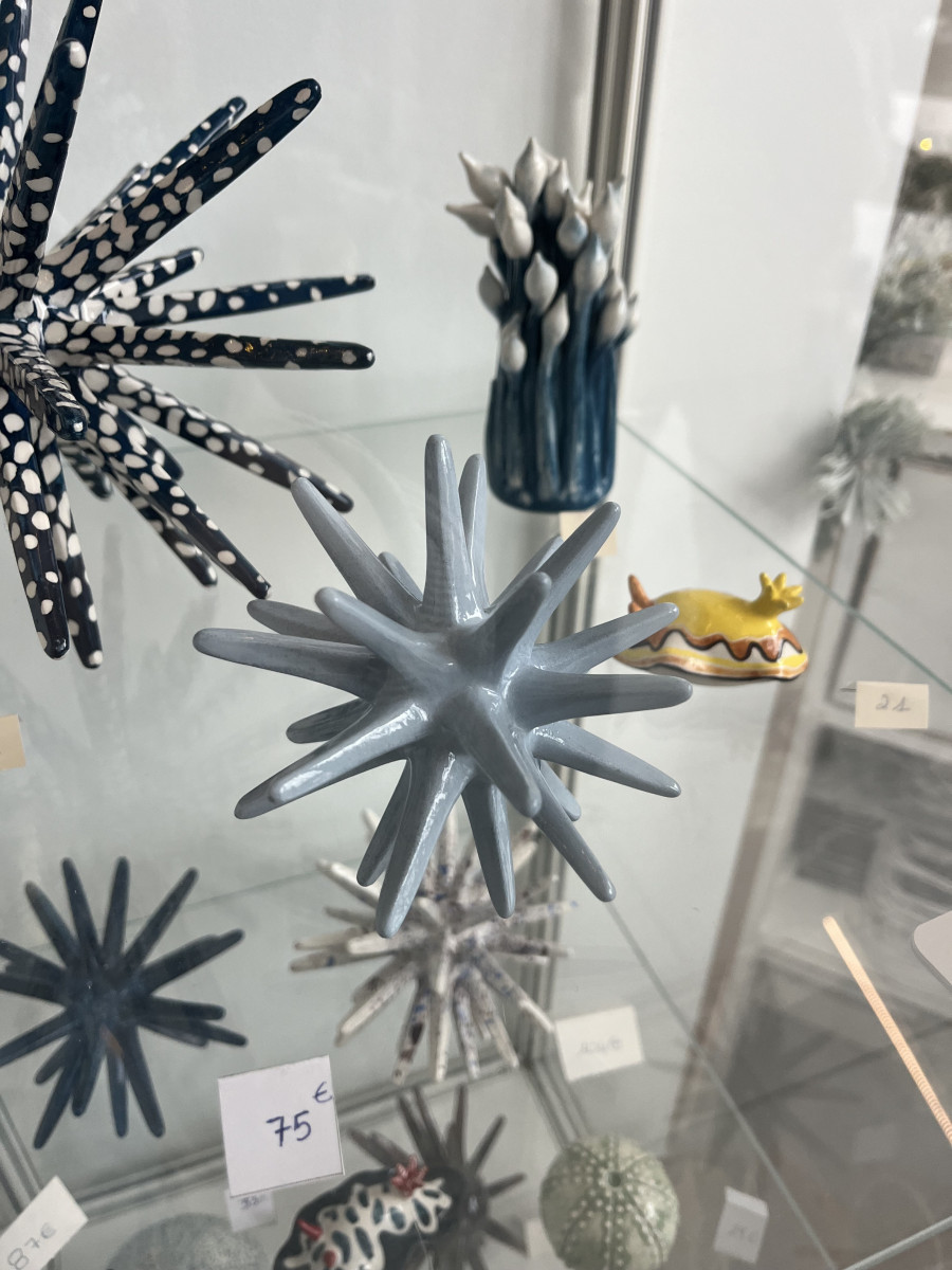 oursin-bleu-ciel-6983