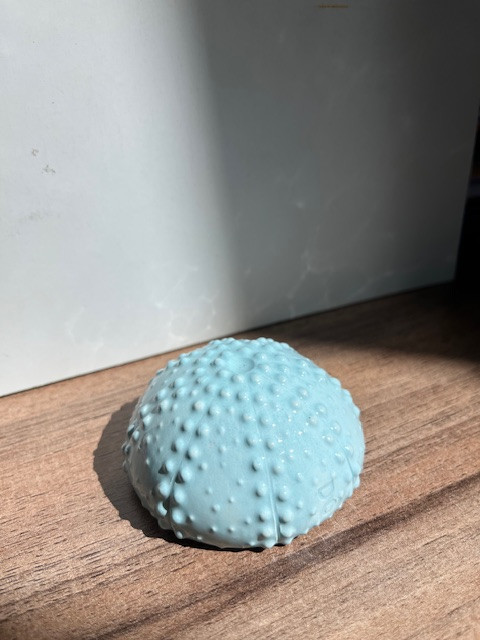 oursin-sans-pique-turquoise-9040