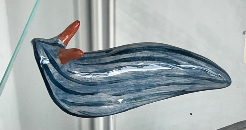 nudibranche-bleu-cornes-orange-7667
