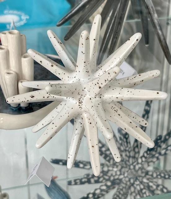 oursin-blanc-tachet-7670