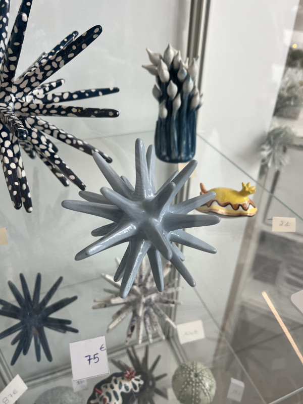 oursin-bleu-ciel-6983