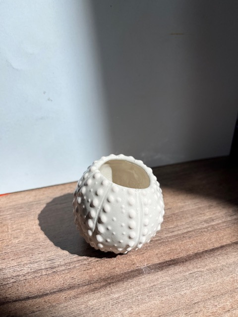 oursin-pot-sans-pique-blanc-9047