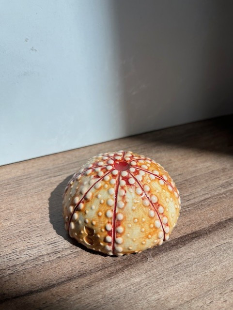 oursin-sans-pique-orang-rouge-9041